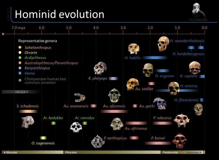 timeline-of-hominid-evolution_517f2065cdb2b_w1500