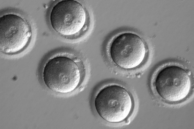 embryos-4_custom-09850c6e390db6ce0221c45f0df2843de349ef4e-s800-c85
